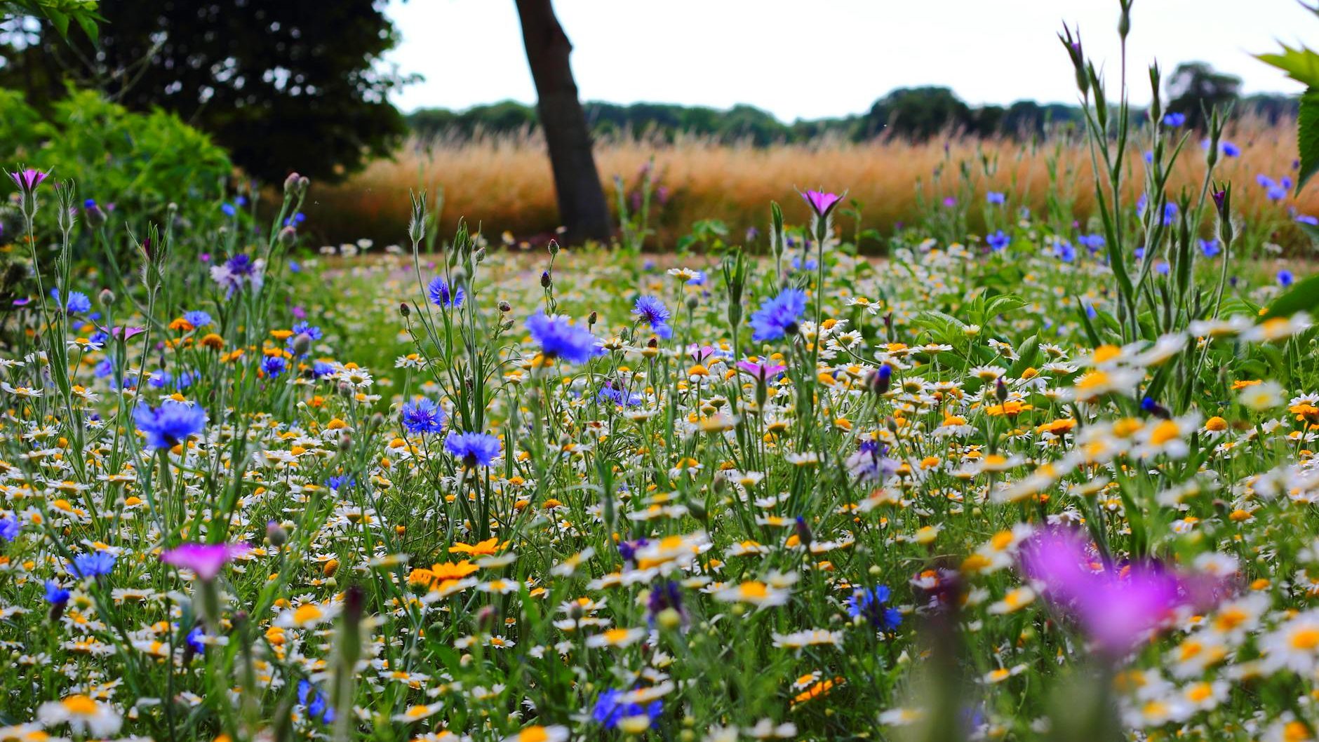 summer wildflowers 